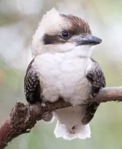 Baby kookaburra resting in a small house